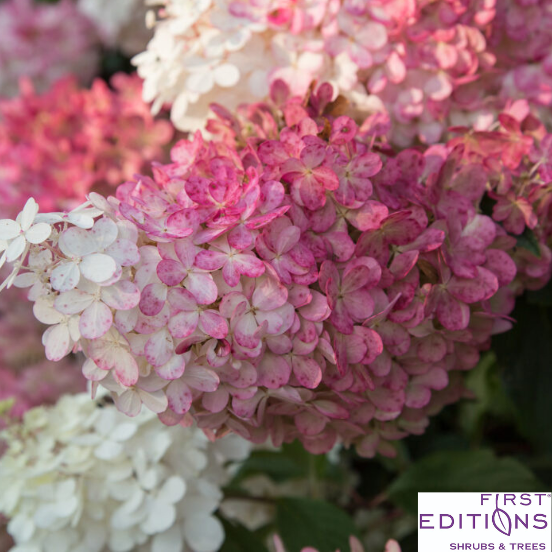 Vanilla Strawberry Hydrangea | Hydrangea paniculata