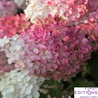 Vanilla Strawberry Hydrangea | Hydrangea paniculata