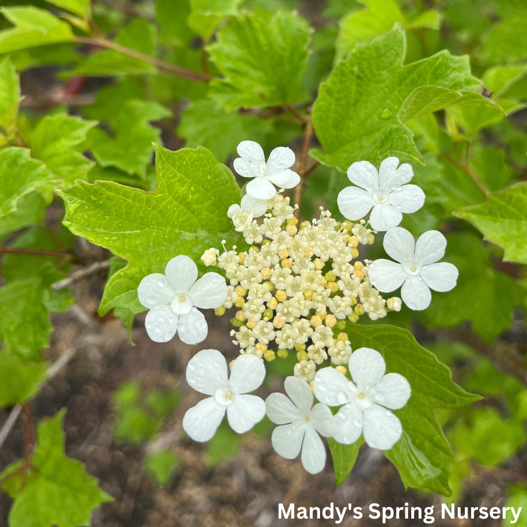 Bailey Compact American Cranberrybush | Viburnum trilobum