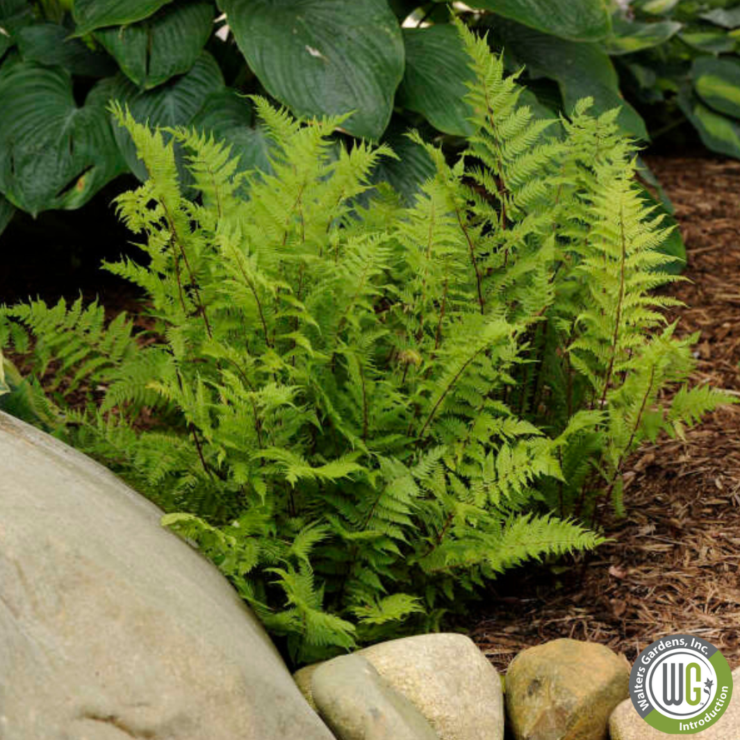 'Lady in Red' Fern | Athyrium filix-femina 'Lady in Red'