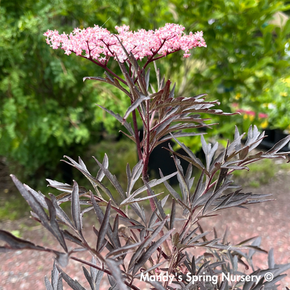 Black Lace Elderberry | Sambucus nigra