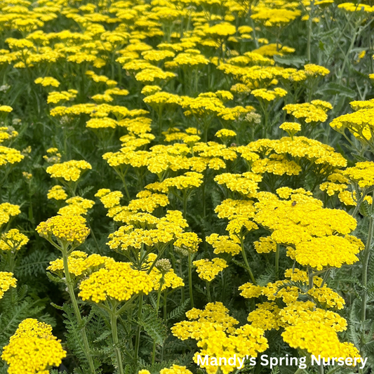 'Firefly Sunshine' Yarrow | Achillea 'Firefly Sunshine'