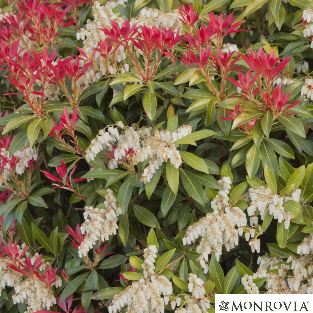 'Mountain Fire' Pieris | Pieris japonica 'Mountain Fire'