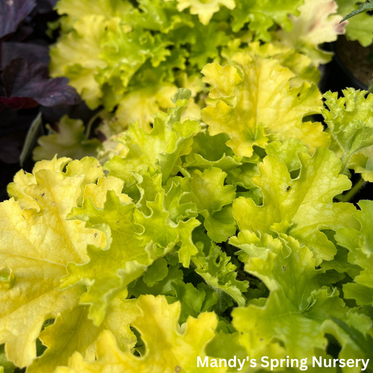 'Apple Twist' Coral Bells - DOLCE® Series | Heuchera 'Apple Twist'