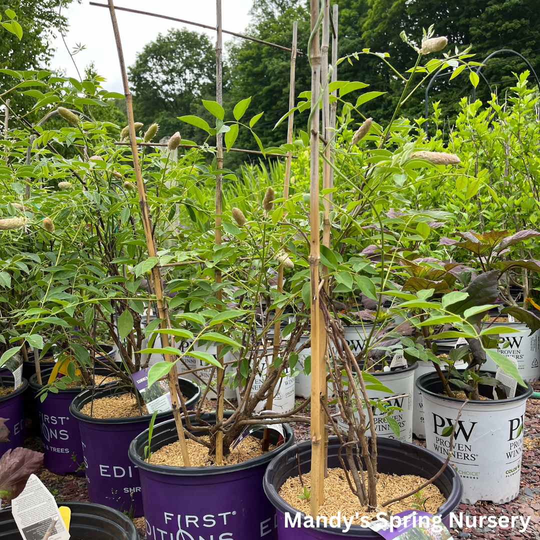 Summer Cascade Wisteria | Wisteria macrostachya 'Betty Matthews'