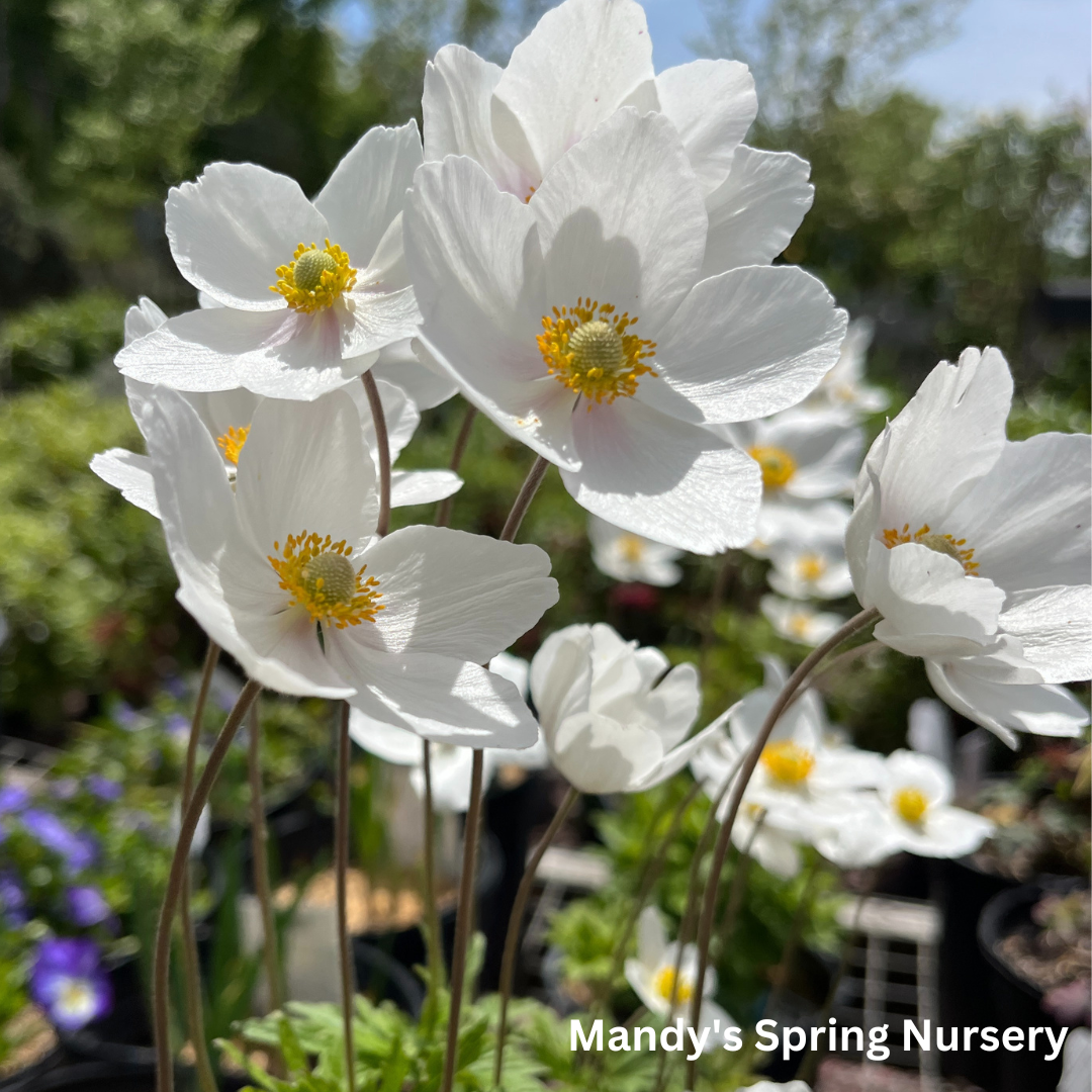 Snow Drop Anemone | Anemone Sylvestris