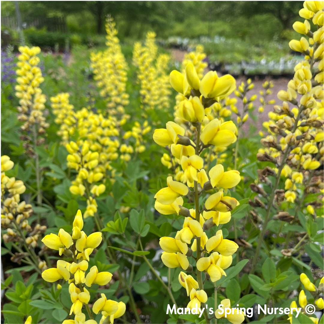 'Lemon Meringue' False Indigo | Baptisia 'Lemon Meringue'