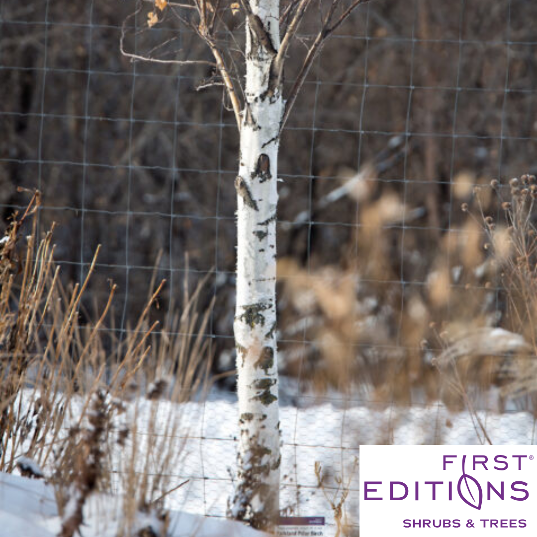 First Editions® Parkland Pillar® Birch | Betula platyphylla 'Jefpark'