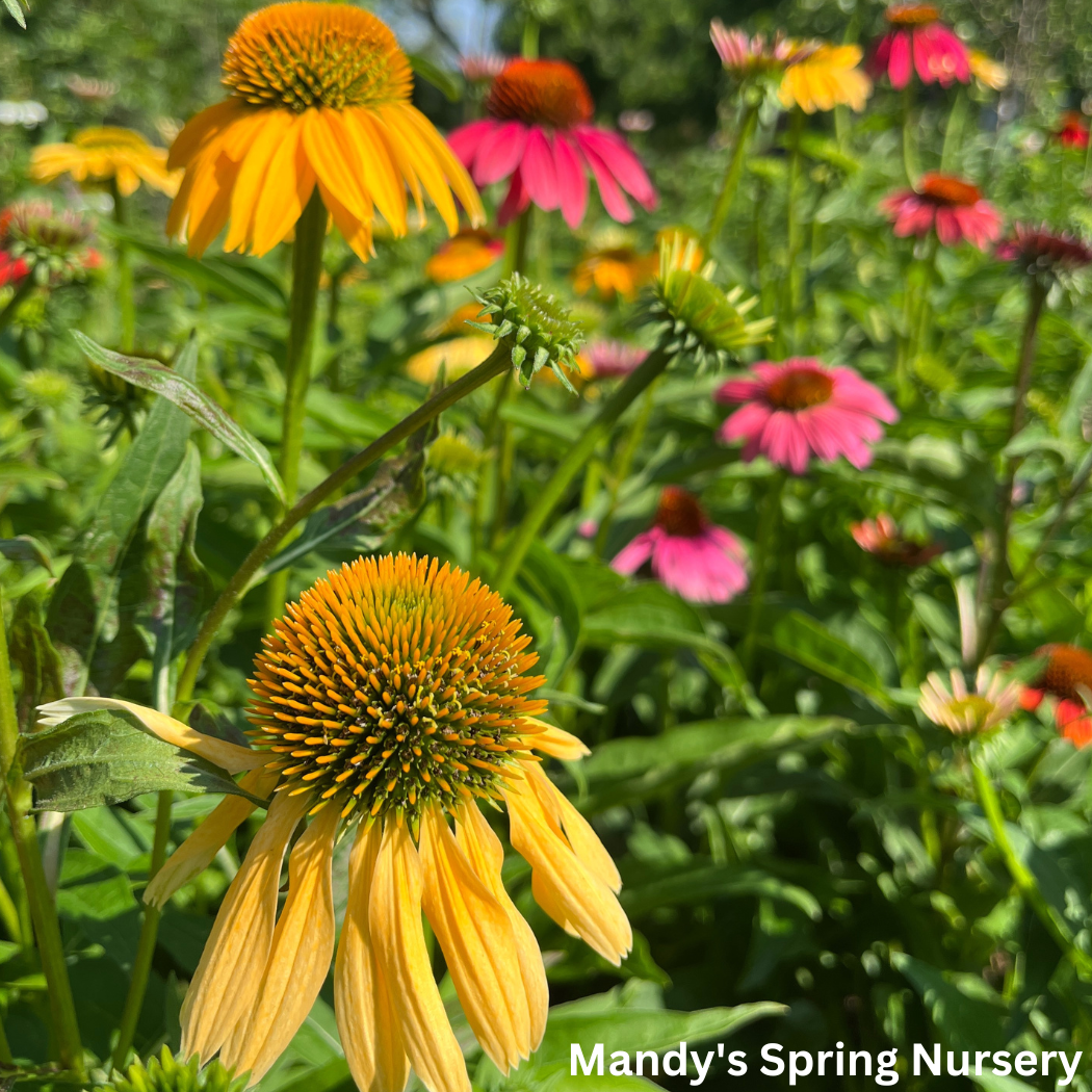 'Cheyenne Spirit' Coneflower | Echinacea 'Cheyenne Spirit'