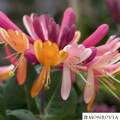 Goldflame Honeysuckle | Lonicera x heckrotti