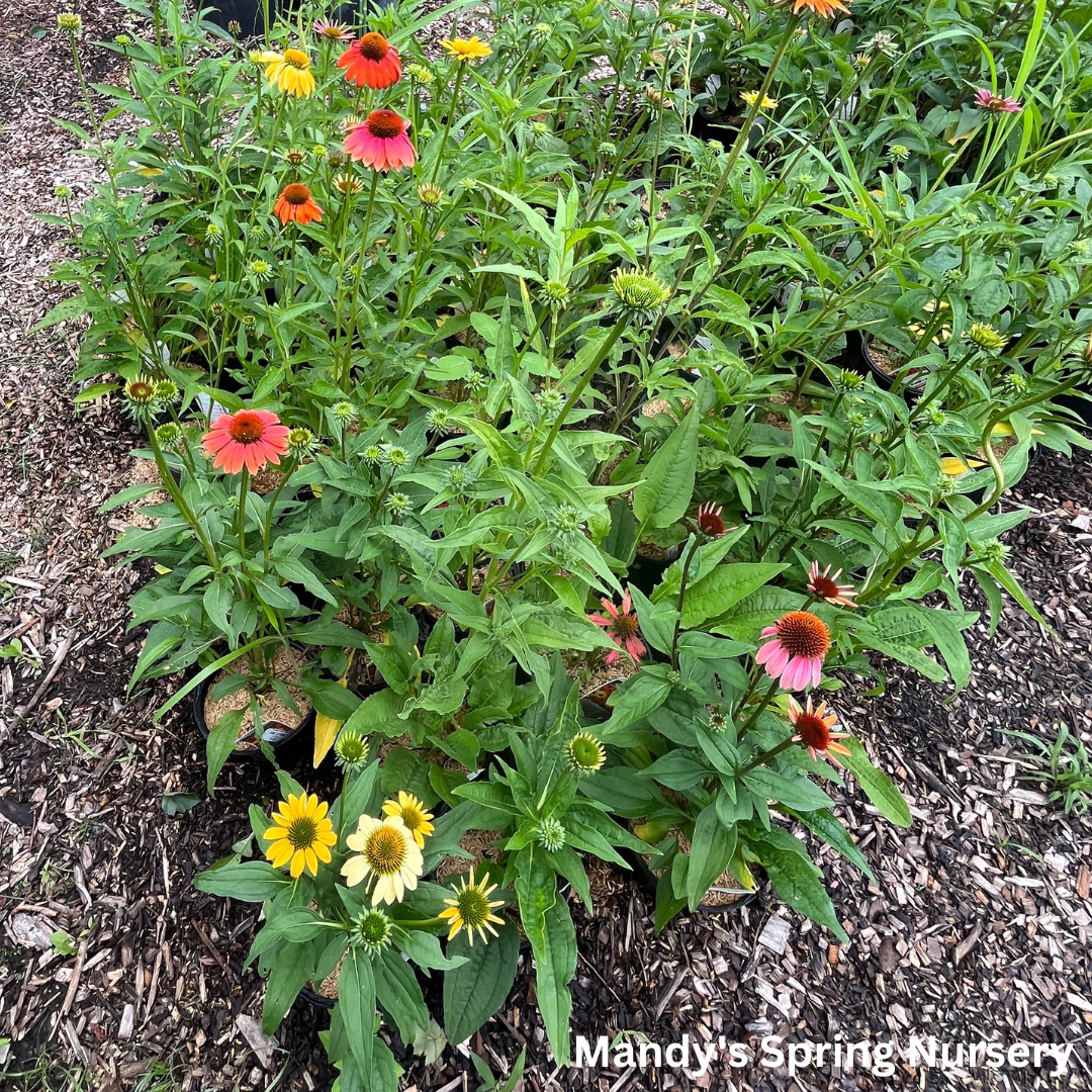 'Cheyenne Spirit' Coneflower | Echinacea 'Cheyenne Spirit'