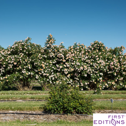 Above and Beyond™ Rose | Rosa