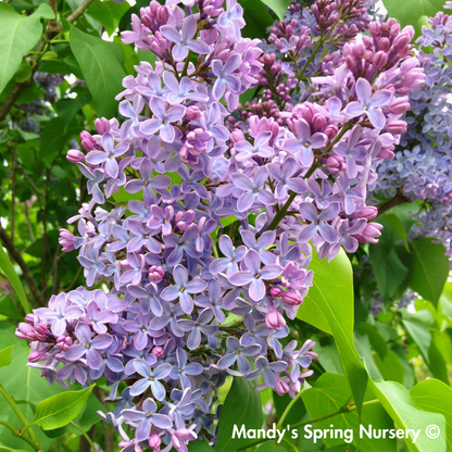 President Grevy Lilac | Syringa vulgaris