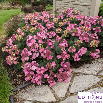 Pop Star Reblooming Endless Summer® Bigleaf Hydrangea | Hydrangea macrophylla 'Bailmacsix'