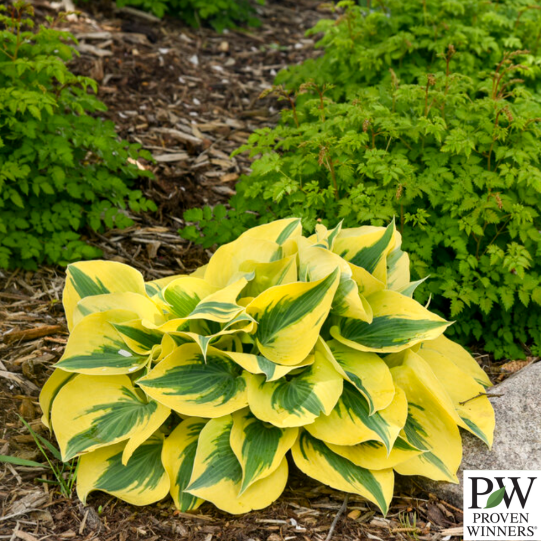 Shadowland® 'Autumn Frost' Hosta