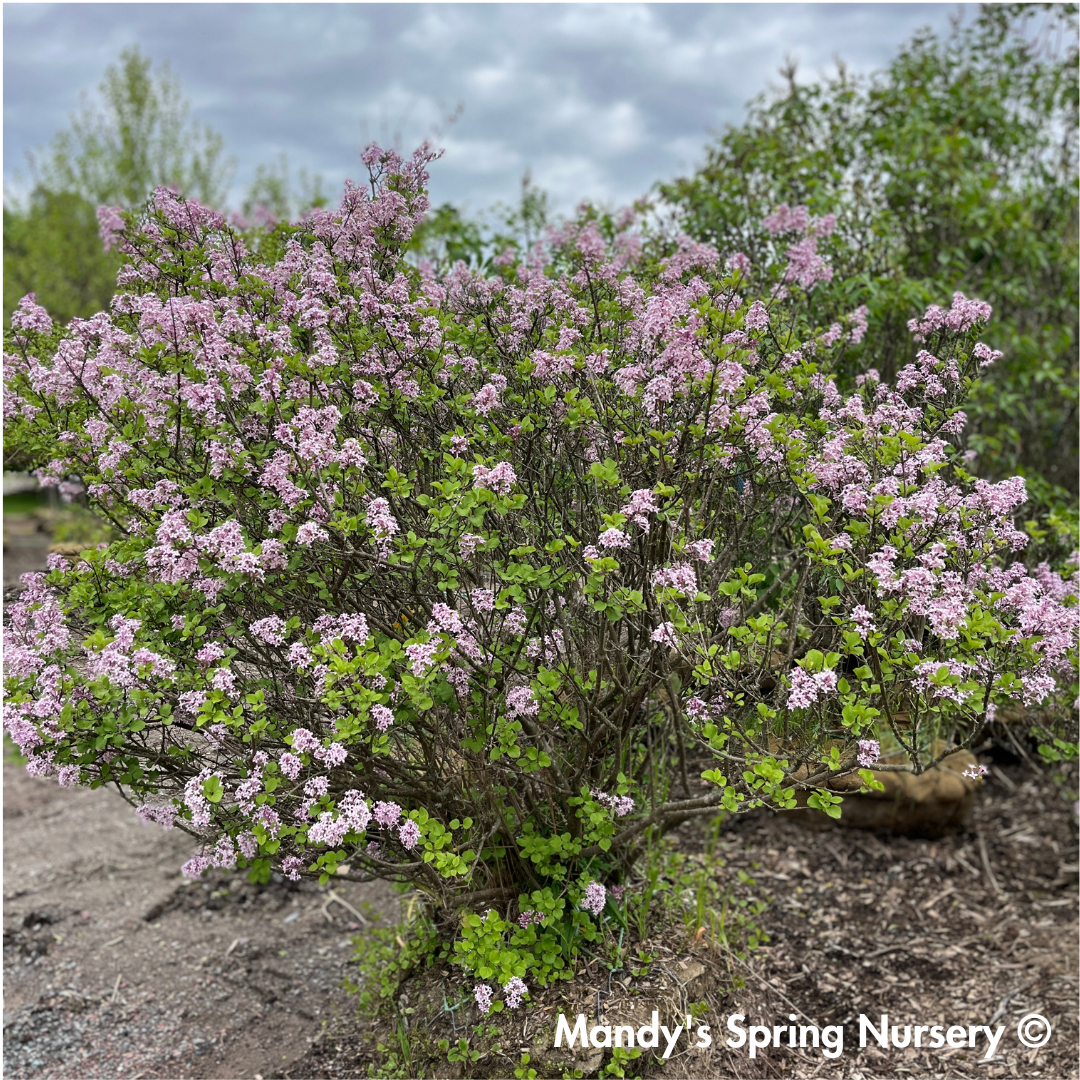 Palibin Dwarf Korean Lilac | Syringa meyeri