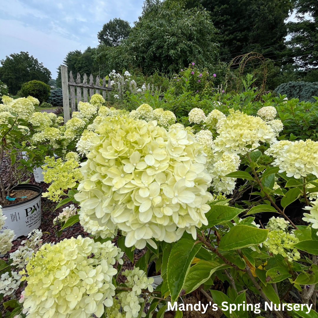 Limelight Hydrangea | Hydrangea paniculata