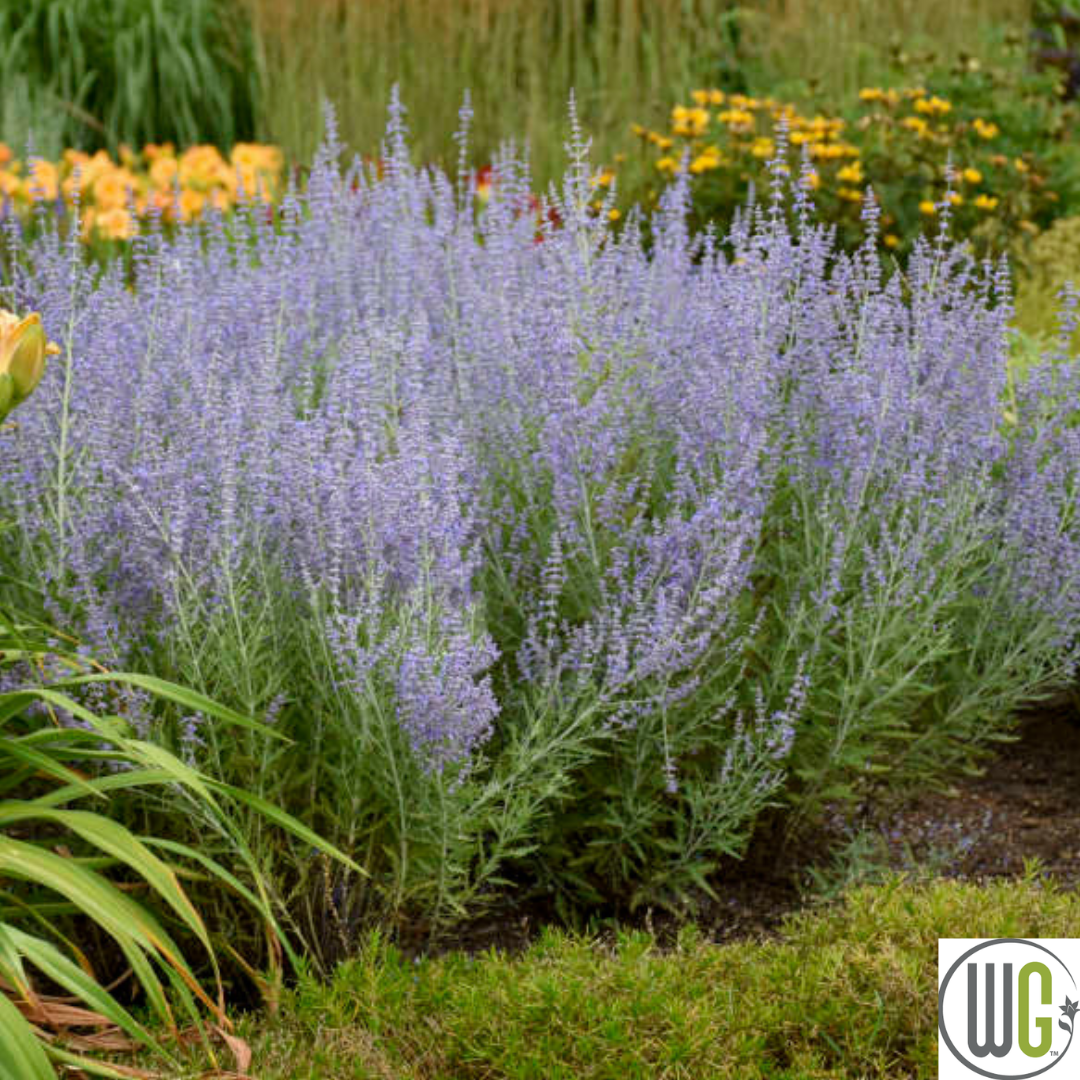 Russian Sage | Perovskia atriplicifolia