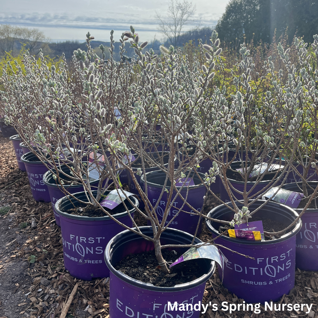 Iceberg Alley Sageleaf Willow | Salix candida