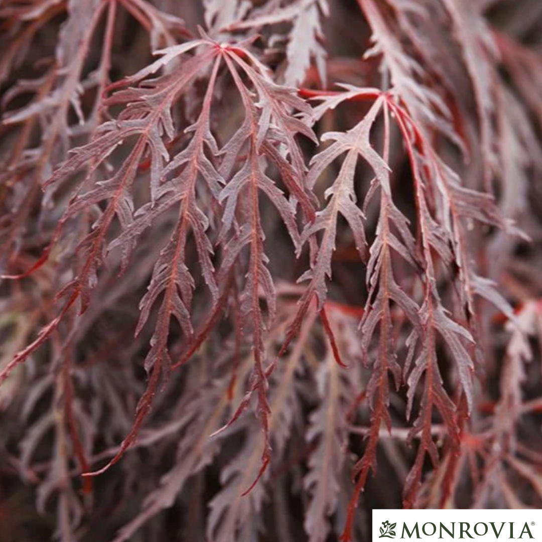 'Crimson Queen' Japanese Maple | Acer palmatum