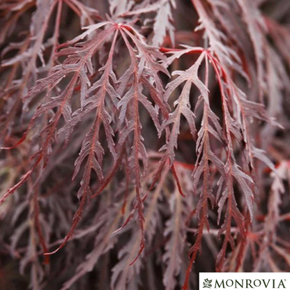 'Crimson Queen' Japanese Maple | Acer palmatum