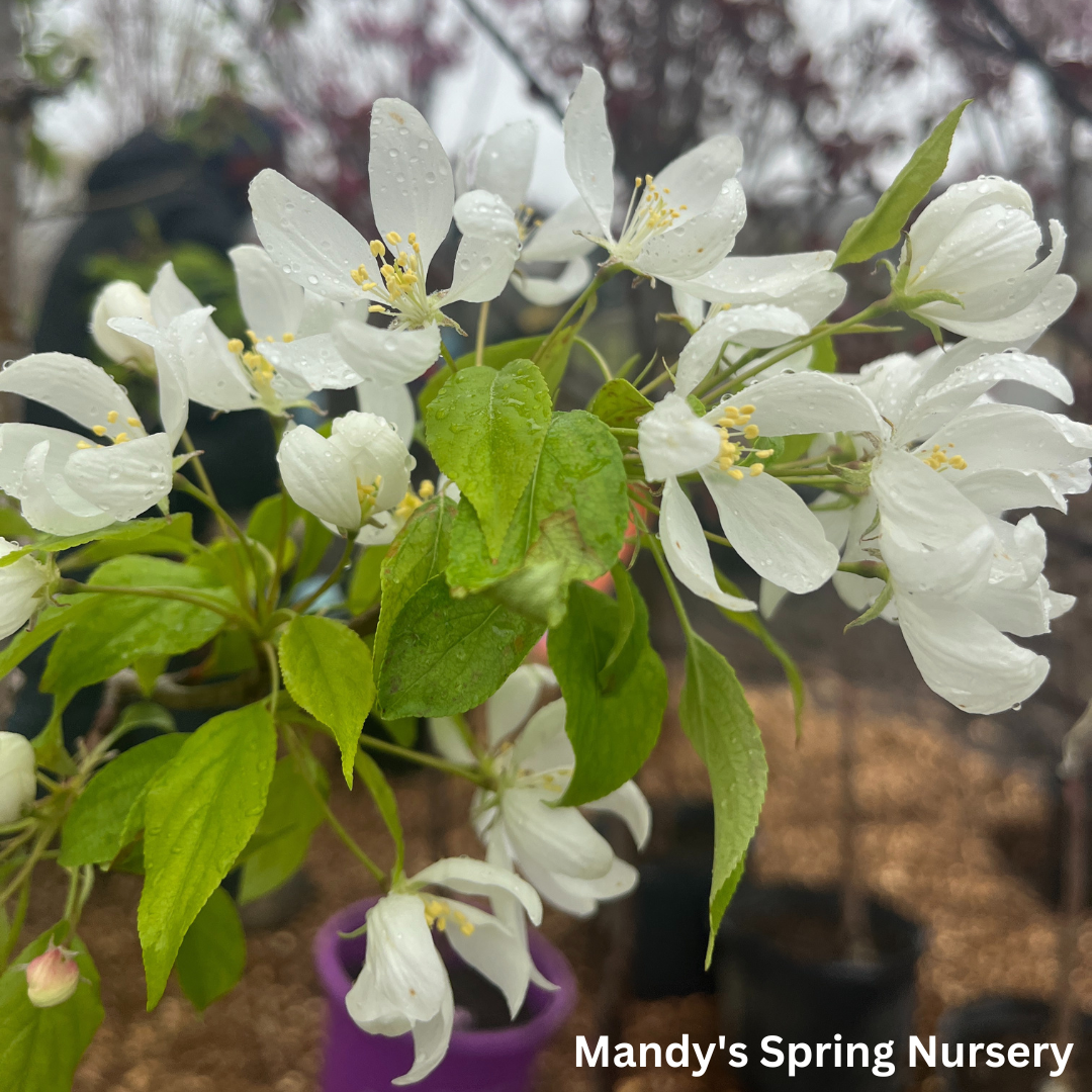 Spring Snow Crabapple | Malus 'Spring Snow'