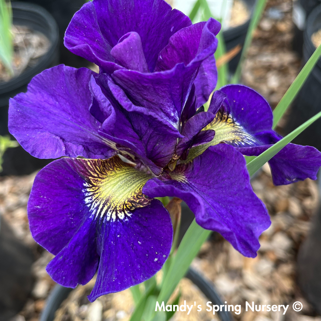 'Concord Crush' Siberian Iris | Iris siberica