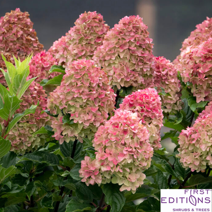 First Editions® Spring Sizzle® Hydrangea | Hydrangea paniculata