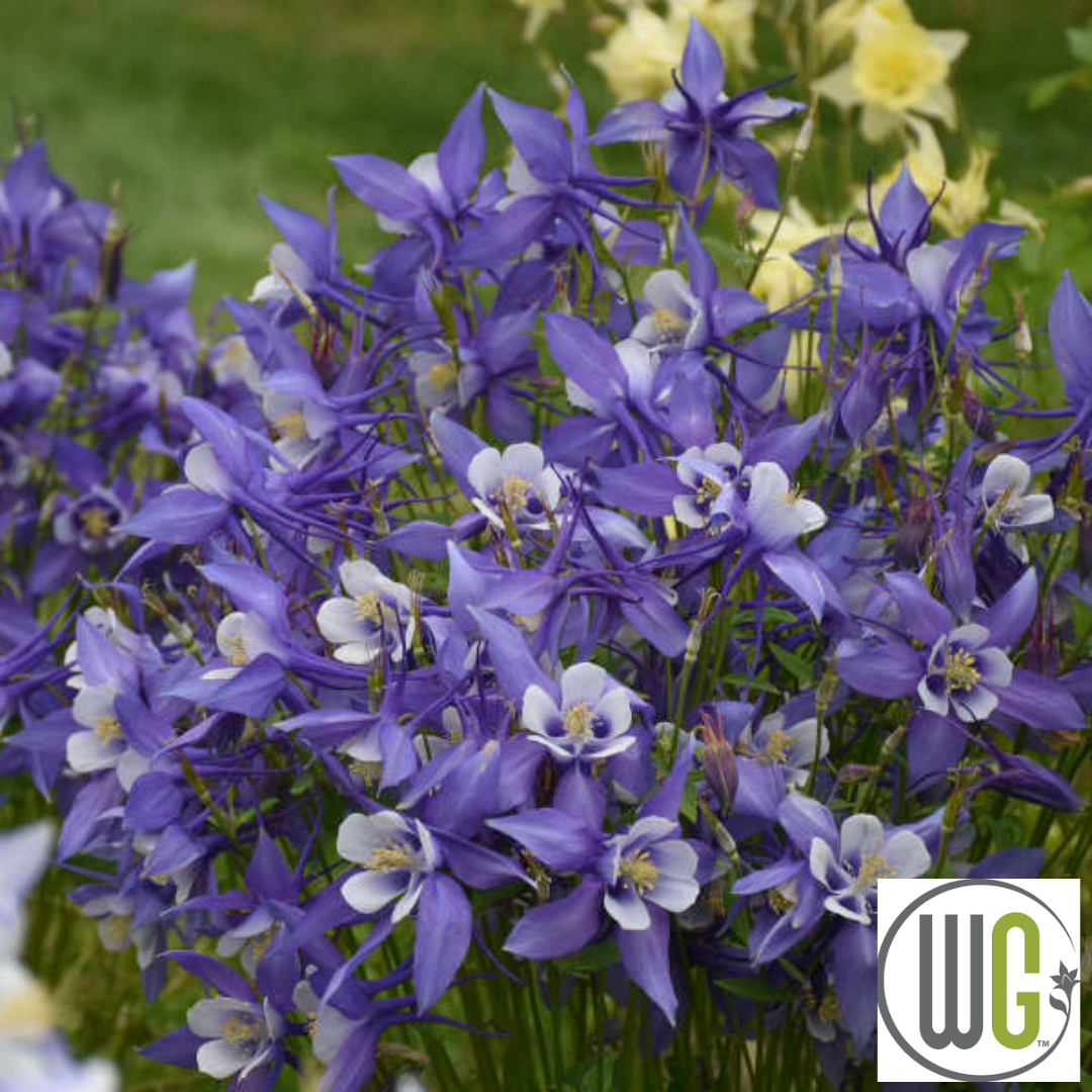 KIRIGAMI™ Mix Columbine | Aquilegia