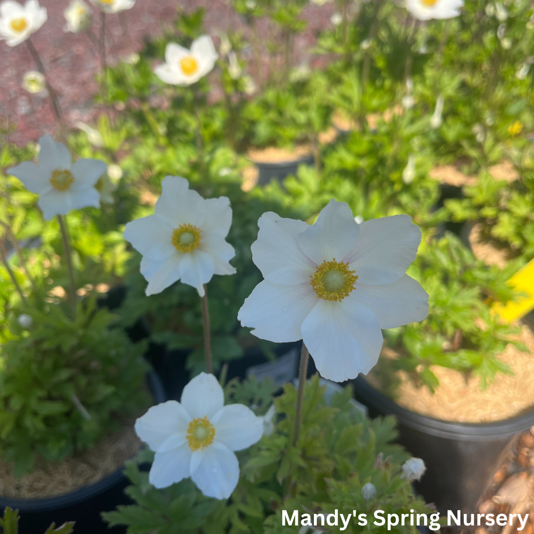 Snow Drop Anemone | Anemone Sylvestris