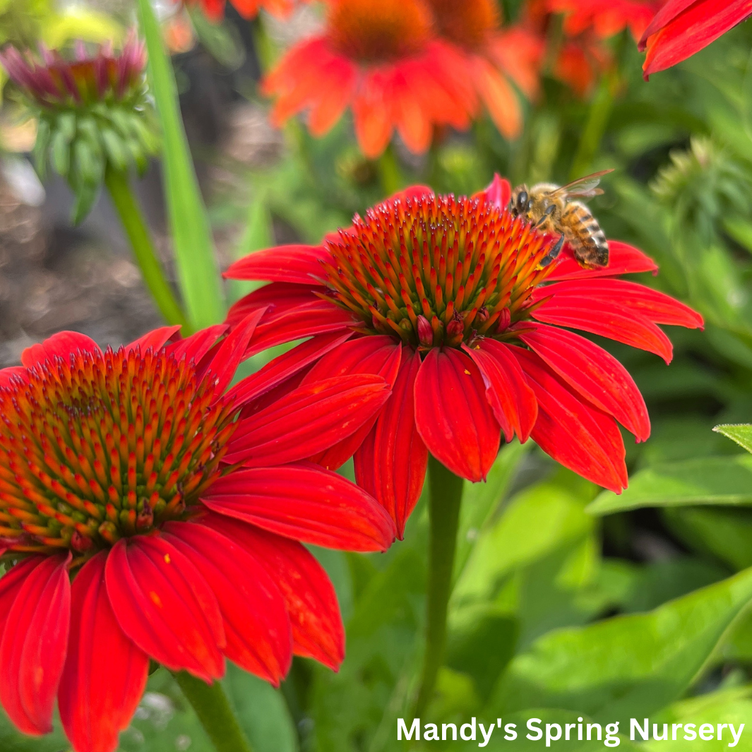 'Sombrero® Fiesta Orange' Coneflower | Echinacea x hybrida