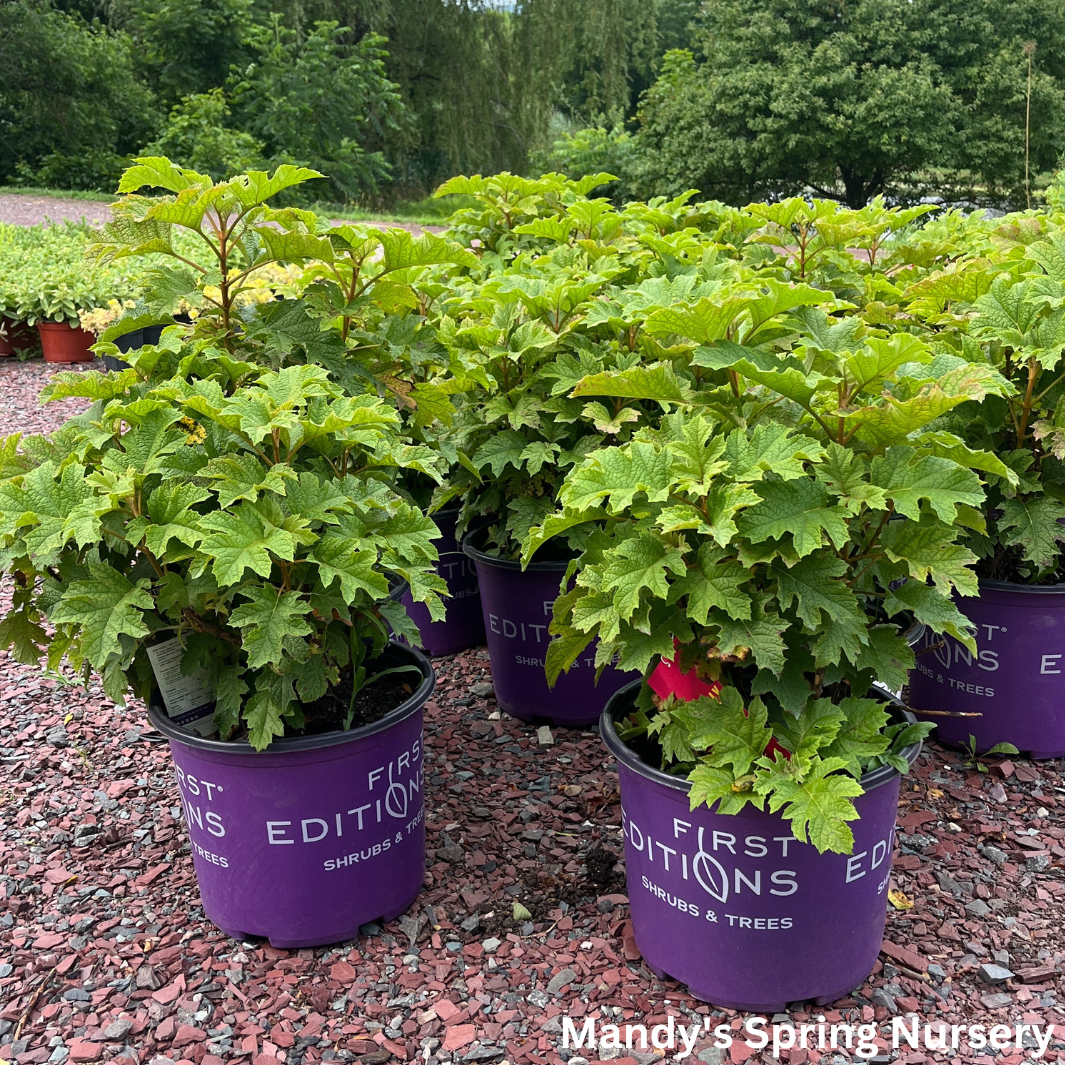 Jetstream Hydrangea | Hydrangea quercifolia