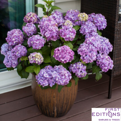 BloomStruck Reblooming Bigleaf Endless Summer® Hydrangea | Hydrangea macrophylla