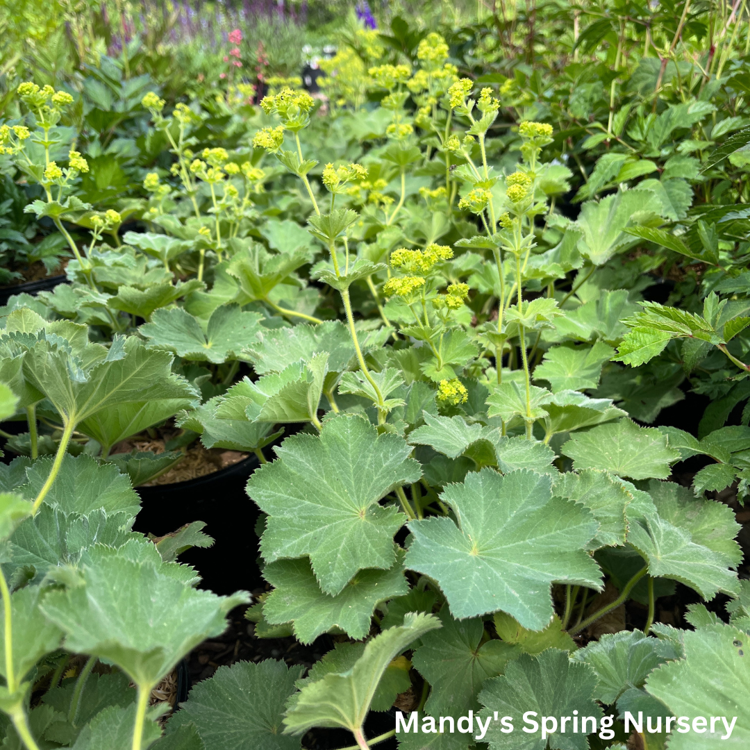 Lady's Mantle ‘Thriller’ | Alchemilla mollis