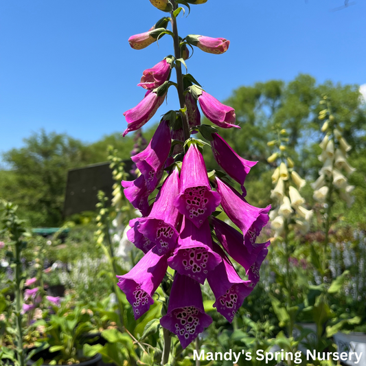 Foxy Hybrids Mix Foxglove | Digitalis purpurea