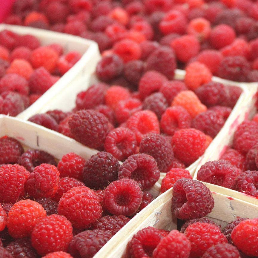Raspberry Hibiscus