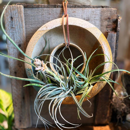 Garden Ring Planter Workshop @ Canopy - Tues July 28 10-11 AM