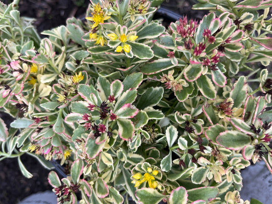 Rock 'N Low® 'Boogie Woogie' Stonecrop | Sedum hybrid