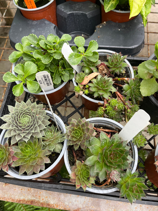 Cacti & Succulents (Assorted) | Assorted Cactaceae & Succulent species