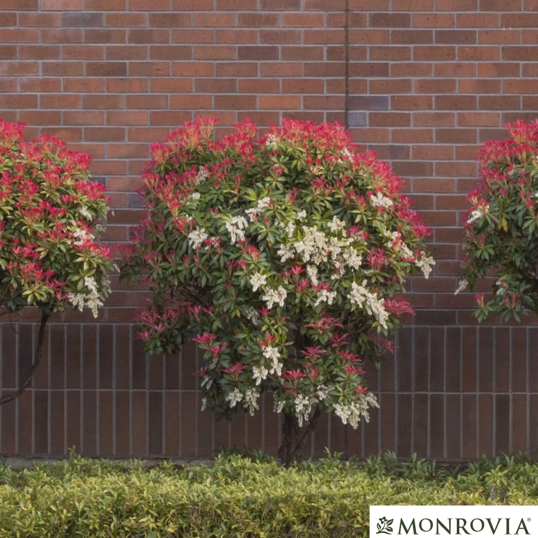 'Mountain Fire' Pieris | Pieris japonica 'Mountain Fire'