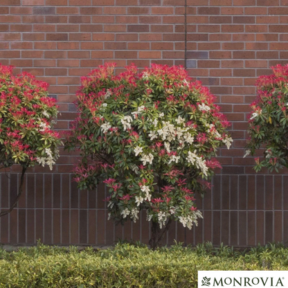 'Mountain Fire' Pieris | Pieris japonica 'Mountain Fire'