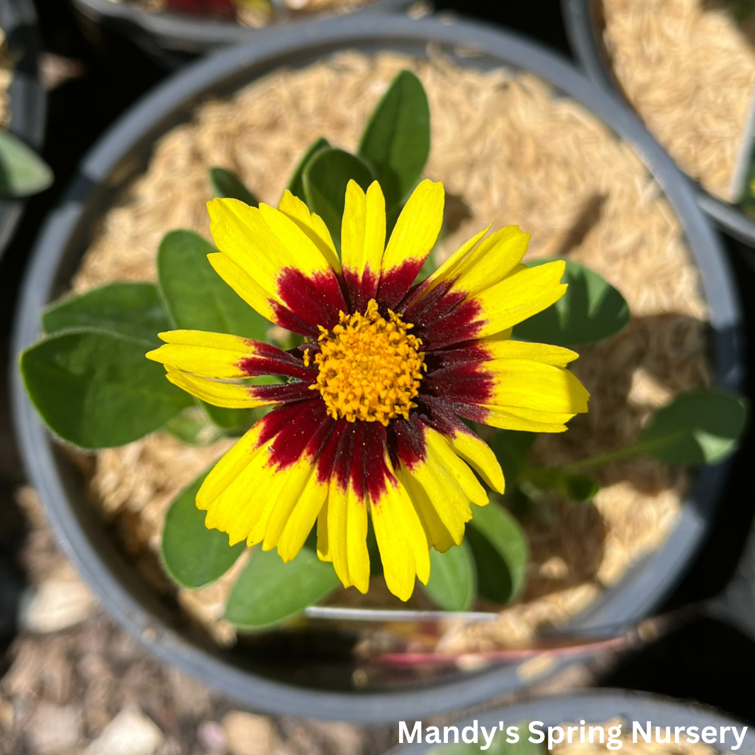 Uptick™ Yellow & Red Tickseed | Coreopsis hybrid