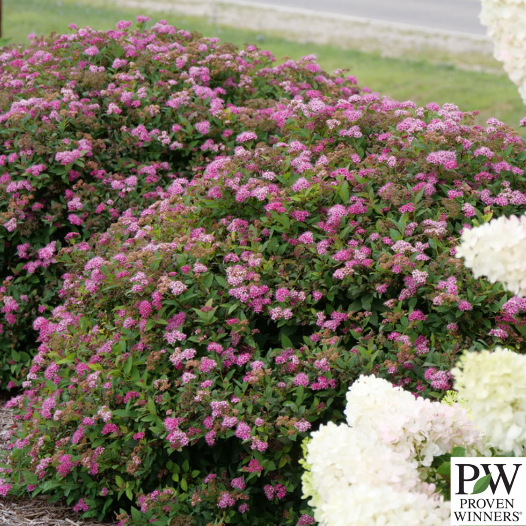 Double Play Doozie® Spirea | Spiraea japonica 'Doozie'