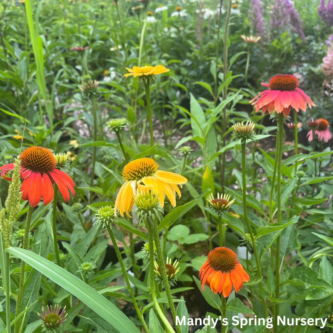 'Cheyenne Spirit' Coneflower | Echinacea 'Cheyenne Spirit'