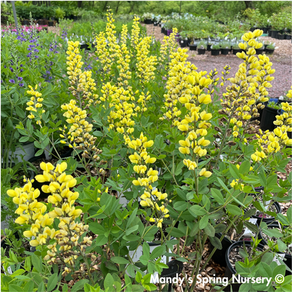 'Lemon Meringue' False Indigo | Baptisia 'Lemon Meringue'