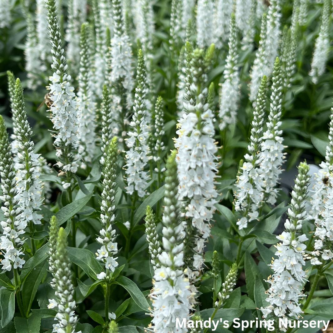 White Wands Spike Speedwell | Veronica 'White Wands'