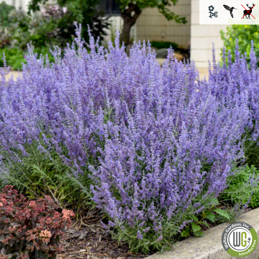 'Denim n Lace' Russian Sage | Perovskia atriplicifolia