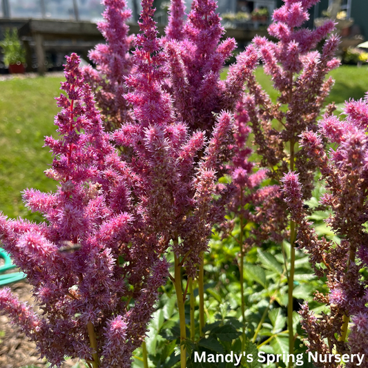 Strawberry Cake Astilbe | Astilbe chinensis