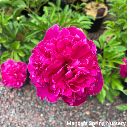 Rachel Peony | Paeonia 'Rachel'