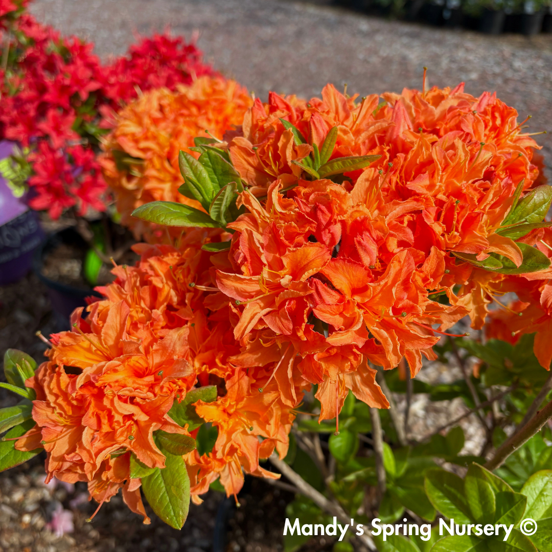 Mandarin Lights Azalea | Rhododendron